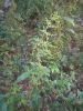 Urtica dioica L.