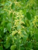 Urtica dioica L.