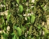 Urtica dioica L.