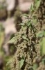 Urtica dioica L.