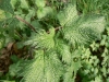 Urtica pilulifera