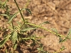Verbena officinalis L.