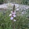 Verbena officinalis L.