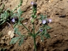 Verbena supina L.