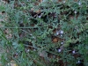 Verbena supina L.