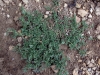 Verbena supina L.