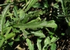 Verbena officinalis L.