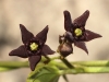 Vincetoxicum nigrum (L.) Moench