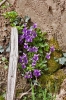 Viola alba Besser
