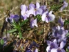 Viola arborescens L.