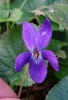 Viola odorata L.