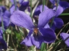 Viola sp. 2/2