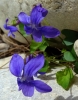 Viola sp.