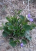 Viola willkommii R.Roem.
