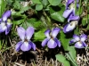 Viola