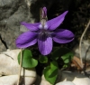 Viola 1/2