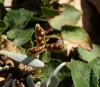Viola rupestris ? 2/2