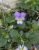 Viola sp.