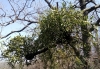 Viscum album L. subsp. album