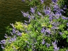 Vitex agnus-castus L.