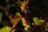 Vitis rupestris Scheele Vitis rupestris Scheele