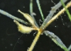 Zannichellia pedunculata Rchb.
