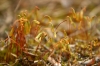 Bryum sp