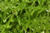 Cratoneuron filicinum (Hedw.) Spruce
