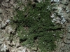 Frullania dilatata (L.) Dumort.