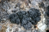 Grimmia sp.