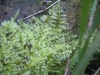 Kindbergia praelonga (Hedw.) Ochyra