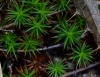 Polytrichum juniperinum Hedw.