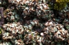 Riccia lamellosa Raddi.
