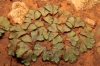 Riccia sp.
