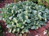 Brassica oleracea L. var. viridis L.