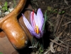 Crocus sativus L.