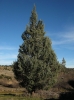 Cupressus arizonica Greene