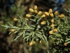 Cupressus arizonica Greene