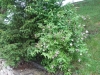 Deutzia scabra Thunb. 'Plena'