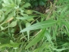 Diplotaxis tenuifolia ? 3 de 8