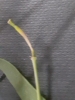 Diplotaxis tenuifolia ? 7 de 8
