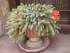 Echinopsis chamaecereus 1 de 4