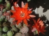 Echinopsis chamaecereus 2/2