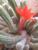 Echinopsis chamaecereus 2 de 4