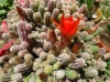 Echinopsis chamaecereus 2d2