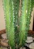 Euphorbia trigona Mill.