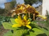 Helianthus tuberosus ? 1d2