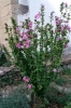 Hibiscus syriacus L.