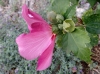 Hibiscus syriacus L.