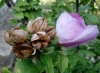 Hibiscus syriacus L.